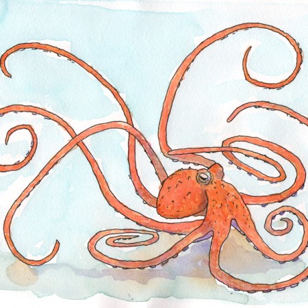 Octopus - watercolor and ink