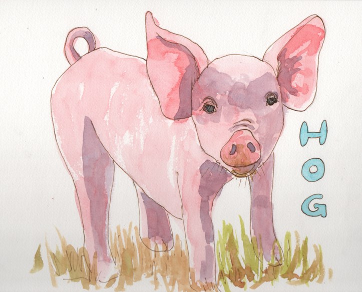 Hog - watercolor and ink