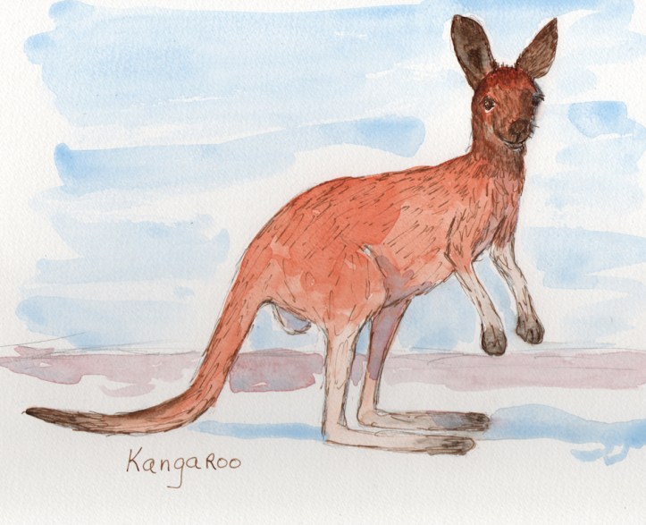Kangaroo - watercolor and ink