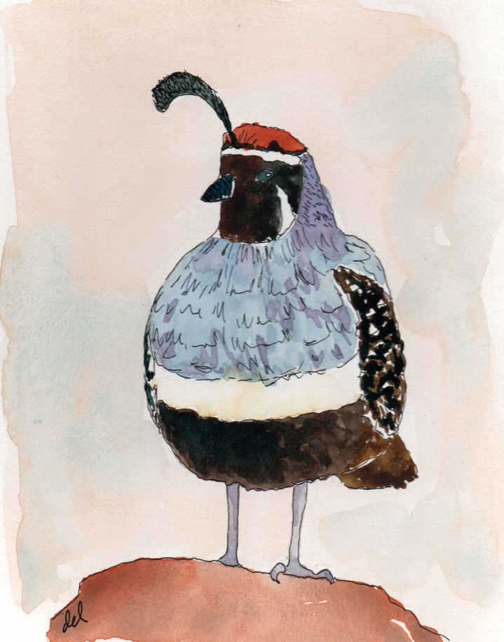 Quail - watercolor and ink